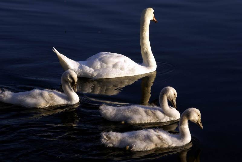 Schwaene auf der Sauer Bild Nr.017